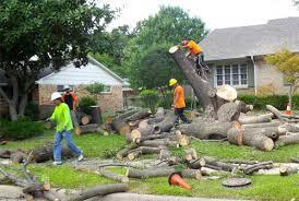 Wood and lumber removal service Canonsburg